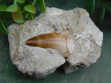 Fossilized Tooth in Sedimentary Rock Matrix