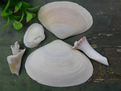 Seashell Lot, Five Pieces of Varied Shapes: - Includes five assorted seashells of varying shapes and sizes. | - Includes clam-like shells, curved spiral shells, and ridged textured shells. | - Natural variations in coloration and texture visibl