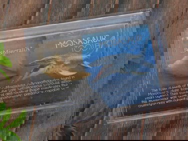 Fossil Mosasaur Tooth with Informational Card