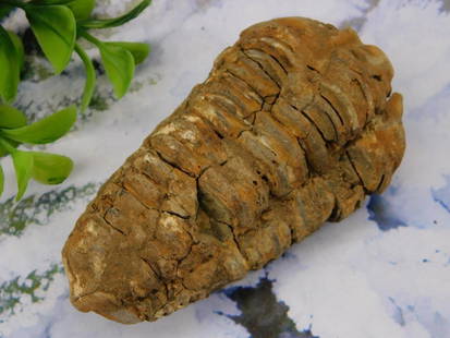 Trilobite Fossil ROCK STONE LAPIDARY SPECIMEN: Trilobite Fossil ROCK STONE LAPIDARY SPECIMEN