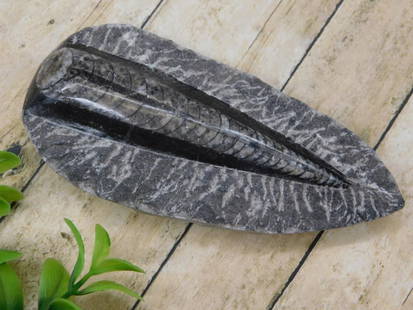 Orthoceras Fossil on Matrix Display: - Polished Orthoceras fossil embedded in its natural matrix. | - Approximate age: Over 400 million years (from the Devonian period). | - Fossil features a distinct, detailed shell structure. | - Suita