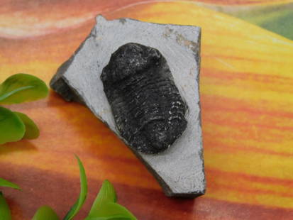 Fossilized Trilobite Specimen on Stone Matrix: - Fossilized trilobite embedded in stone matrix. | - Detailed segmentation visible on the trilobite fossil, characteristic of the arthropod features. | - Dimensions showcased for scale comparison besi