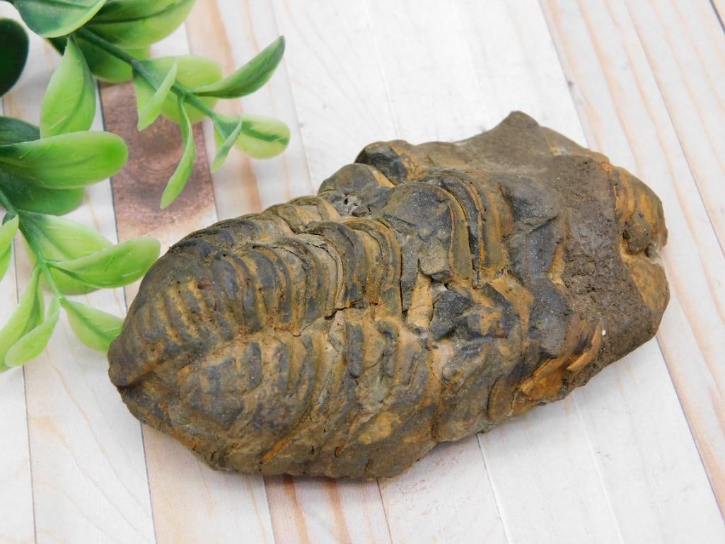 Fossil Trilobite Specimen in Matrix Rock Stone Lapidary Specimen: Fossilized trilobite specimen in matrix. | Medium to dark brown tones with visible ridges and segmentation. | Approximate unit shown for size reference next to a ruler. | Lot includes tag with identif