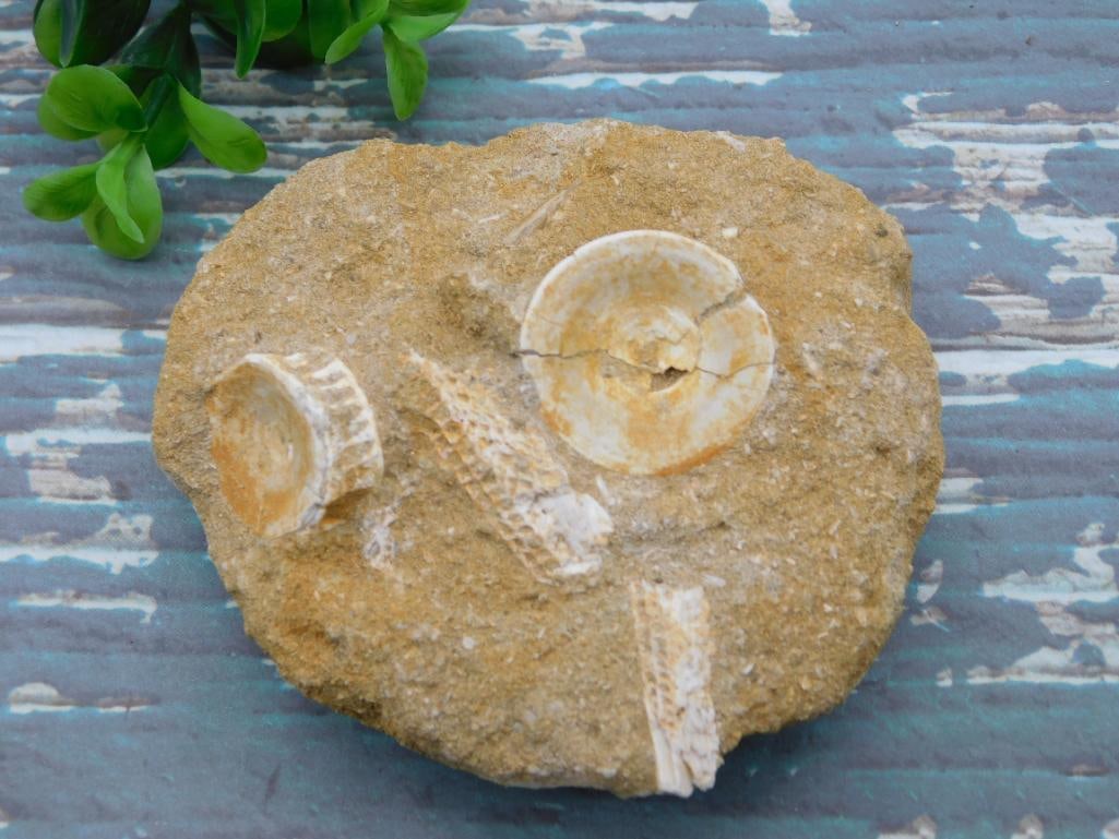 SHARK FOSSILS IN MATRIX ROCK STONE LAPIDARY SPECIMEN: SHARK FOSSILS IN MATRIX ROCK STONE LAPIDARY SPECIMEN