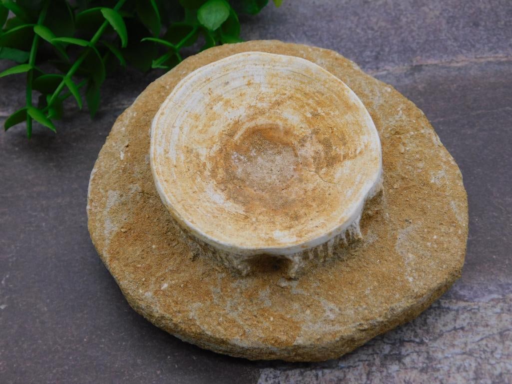SHARK VERTEBRAE FOSSIL ROCK STONE LAPIDARY SPECIMEN: SHARK VERTEBRAE FOSSIL ROCK STONE LAPIDARY SPECIMEN