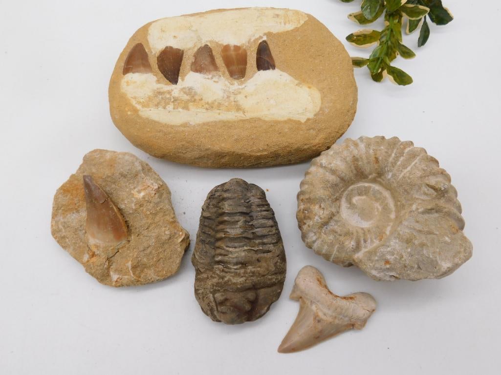 MIXED FOSSIL LOT ROCK STONE LAPIDARY SPECIMEN: MIXED FOSSIL LOT ROCK STONE LAPIDARY SPECIMEN