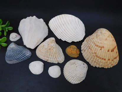 SEA SHELLS: SEA SHELLS