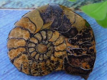 Fossilized Ammonite Specimen ROCK STONE LAPIDARY SPECIMEN