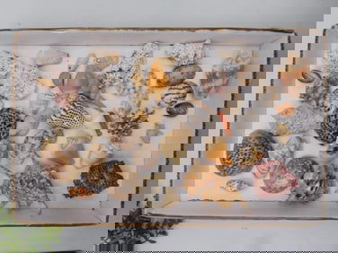 Sea Shells in Box