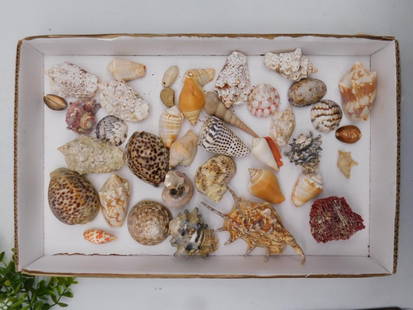 Sea Shells in Box: Lot includes an assortment of 30 seashells in various sizes, shapes, and patterns. | Contains both natural and shells, showcasing unique textures and designs. | Includes prominent species like spotted