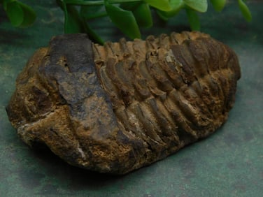Fossilized Trilobite Specimen with Distinct Segmentation