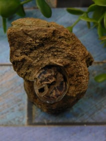 Fossilized Specimen Rock Stone Lapidary Specimen