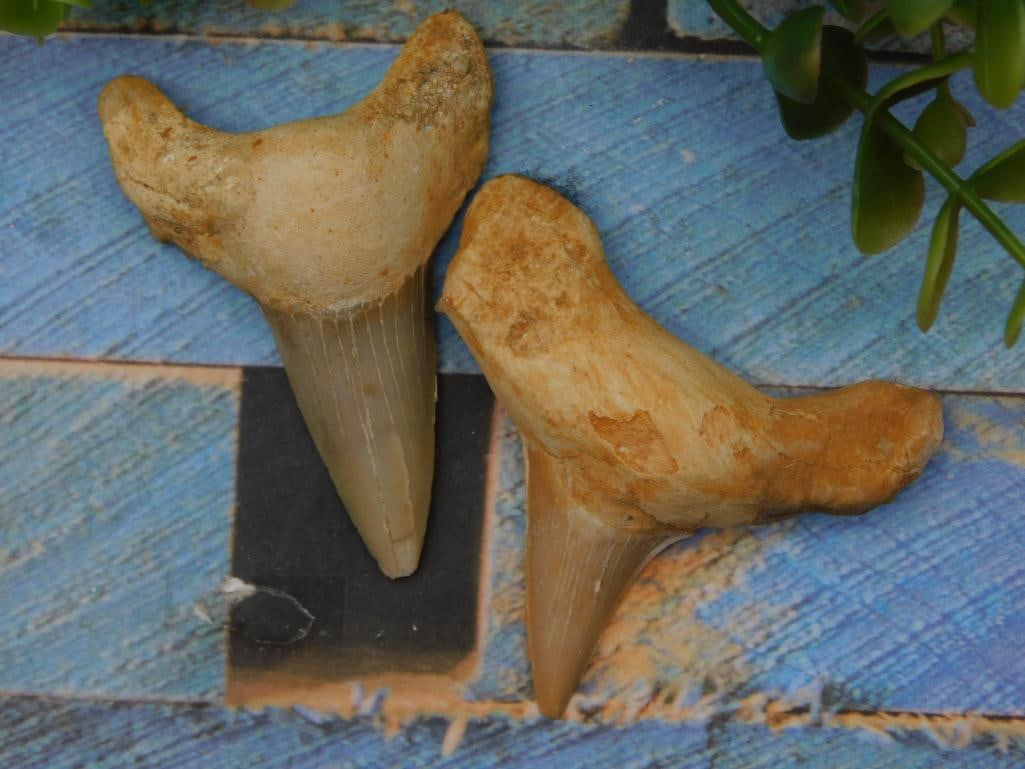 Fossilized Shark Teeth for Auction: Pair of fossilized shark teeth with natural coloration and texture. | Each tooth exhibits a sharp, conical shape with distinct roots and enamel preservation. | Approximate size can be inferred from th