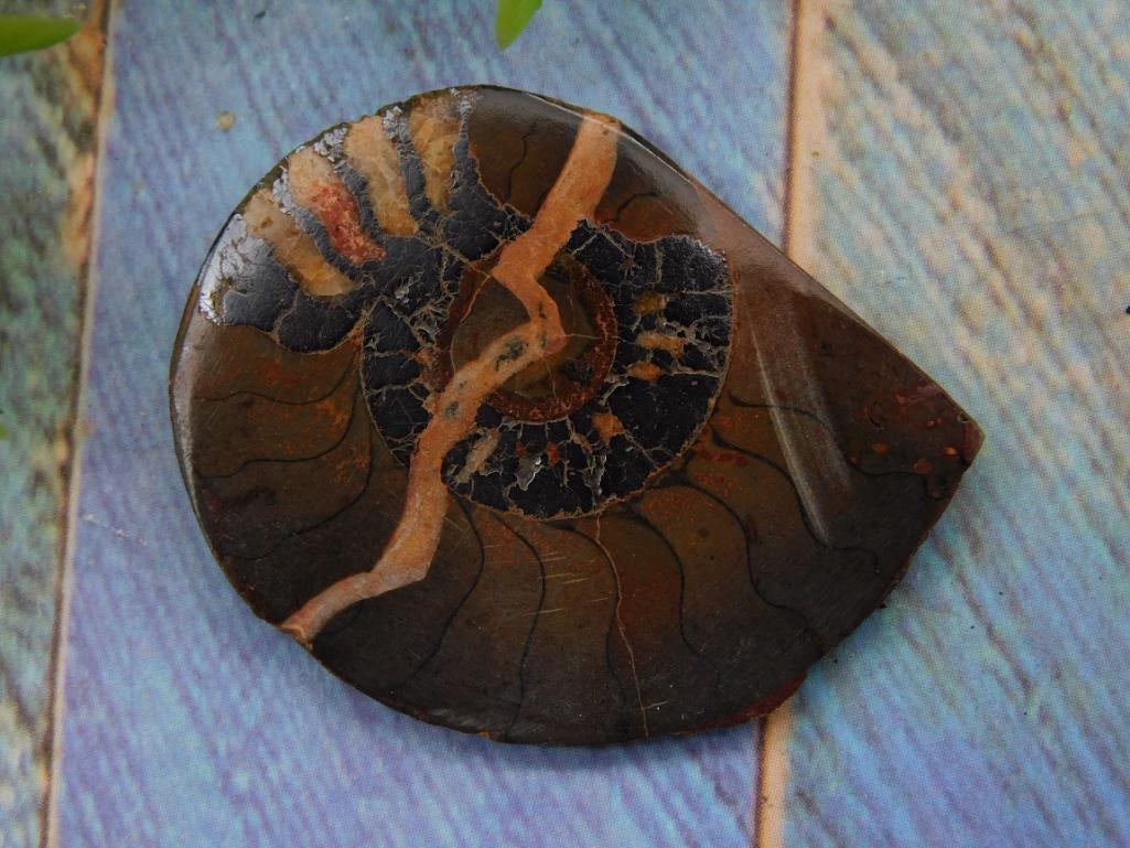 Ammonite Fossil Specimen with Finish: Fossilized ammonite specimen showcasing a spiral design with natural details. | surface emphasizing the intricate patterns and textures. | Features earthy tones of brown, black, and beige with a uniqu
