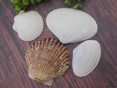 Natural Sea Shells Set of 4