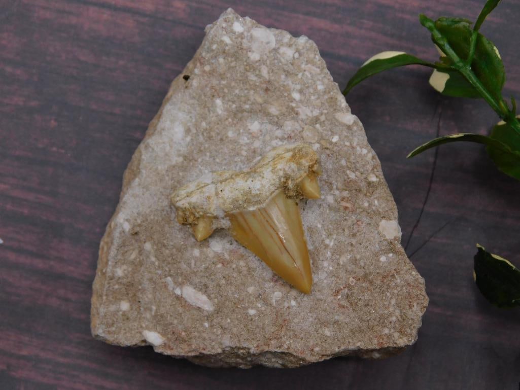 Fossilized Shark Tooth on Matrix Display: Fossilized shark tooth embedded in a natural rock matrix. | Tooth appears intact with sharp tip and visible details on its structure. | Rock matrix includes visible inclusions, enhancing the natural a