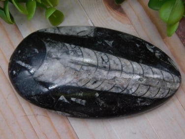 Orthoceras Fossil Rock Stone Lapidary Specimen