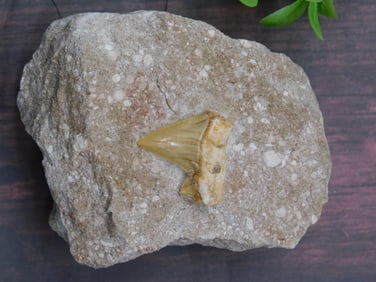 Shark Tooth in Matrix Rock Stone Lapidary Specimen