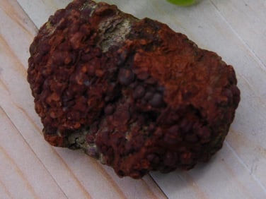 Coprolite ROCK STONE LAPIDARY SPECIMEN