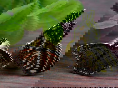 Butterfly Pins