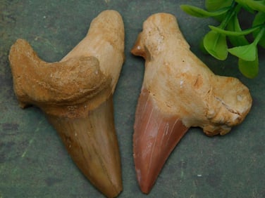 Shark Teeth Rock Stone Lapidary Specimen