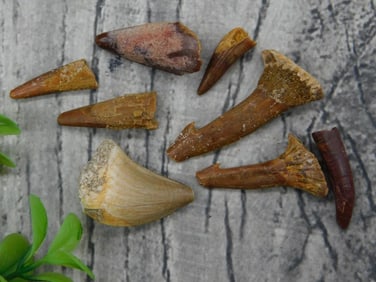 Mixed Fossilized Teeth Lot Rock Stone Lapidary Specimen