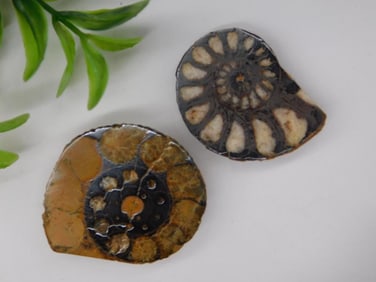 Ammonite Fossil Specimen with Finish