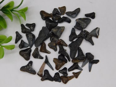 Shark Teeth Rock Stone Lapidary Specimen