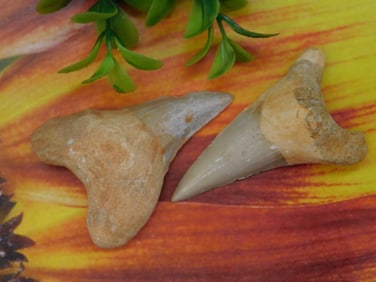 Shark Teeth Rock Stone Lapidary Specimen