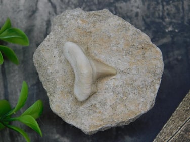 Shark Tooth in Matrix Rock Stone Lapidary Specimen