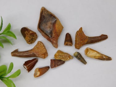 Mixed Fossilized Teeth Lot Rock Stone Lapidary Specimen