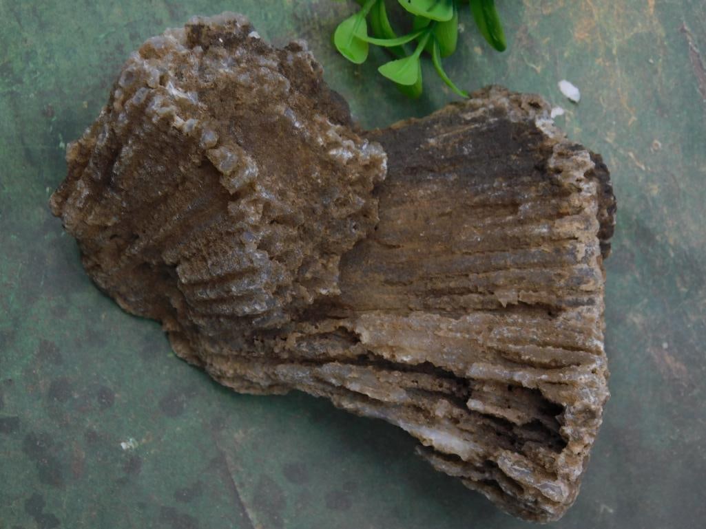 Fossilized CORAL Specimen with Agate Formation: FOSSILIZED CORAL specimen featuring natural agate formations. | - Displaying detailed texture and unique internal formations visible through open cavities. | - Earthy tones with translucent agate area