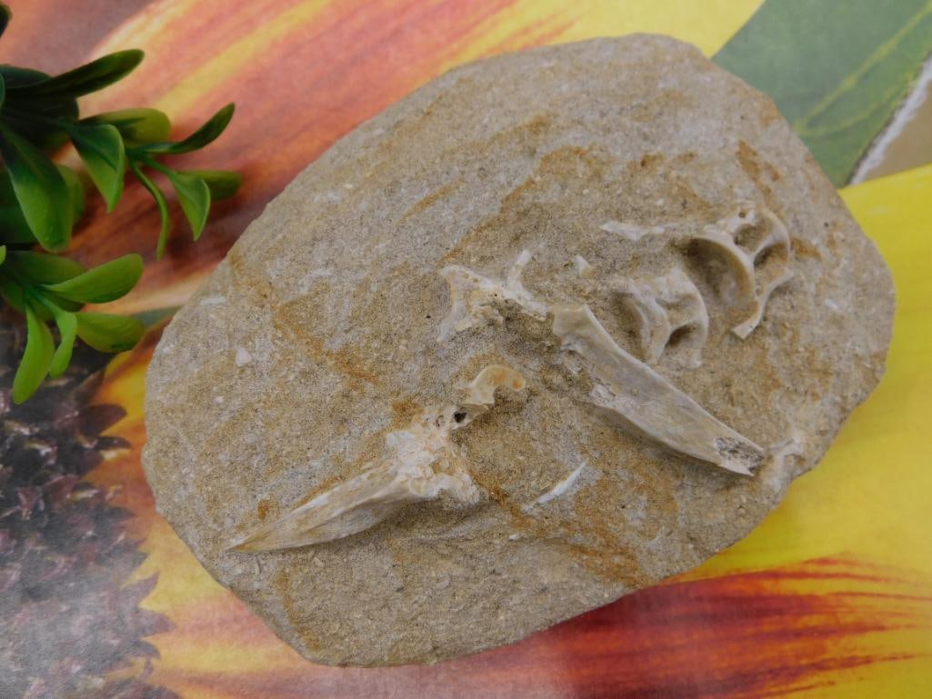 Fossils in Matrix ROCK STONE LAPIDARY SPECIMEN: Fossils in Matrix ROCK STONE LAPIDARY SPECIMEN