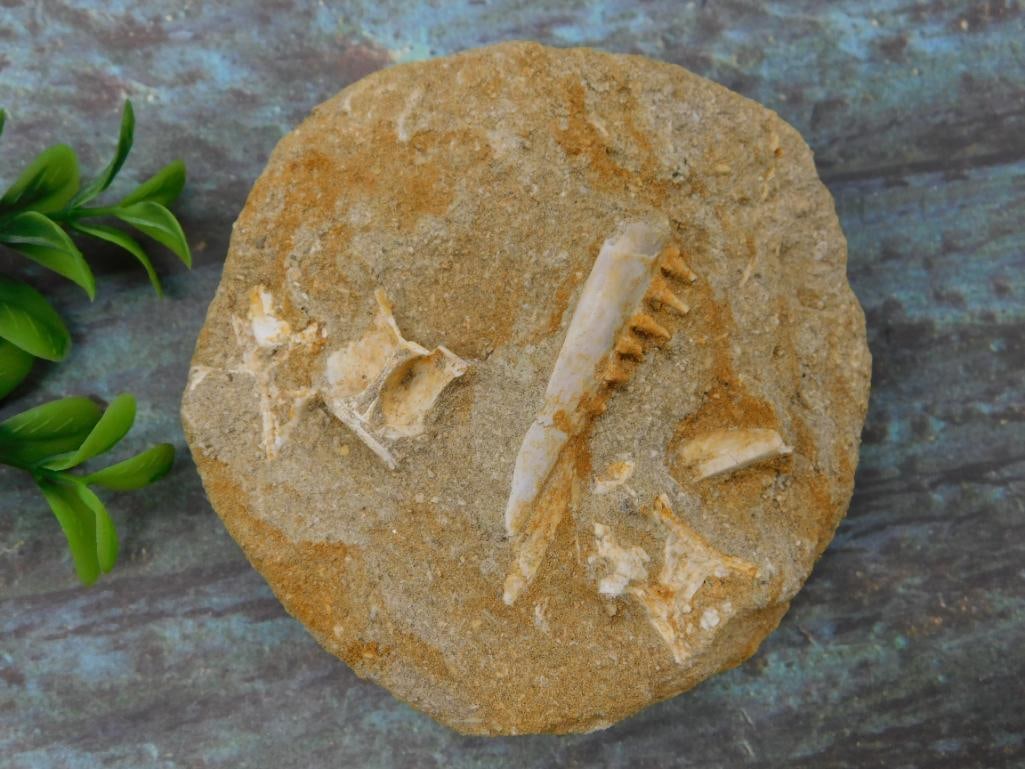 Fossil Specimen with Teeth and Bones in Sedimentary Rock: - Fossil specimen featuring visible prehistoric teeth and bone remains embedded in sedimentary rock. | - Includes a central tooth with serrations and surrounding bone fragments. | - Measures approxima