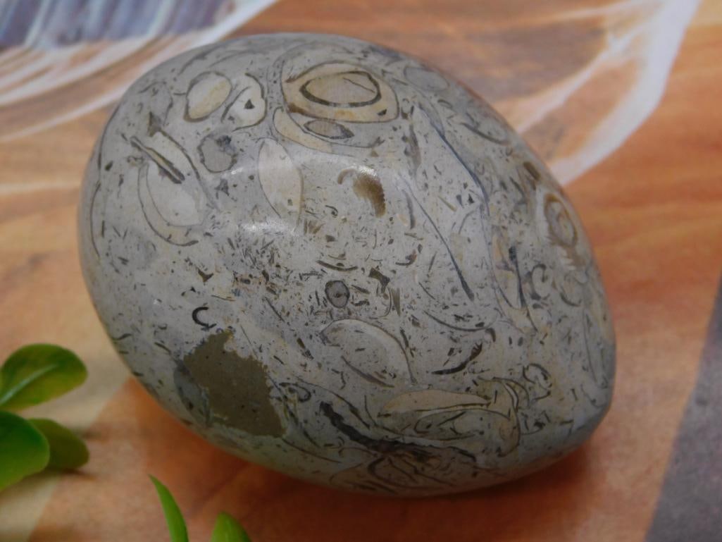 Fossilized Stone with Embedded Marine Fossils: - Polished oval stone featuring fossilized marine organisms. | - Fossils display visually distinctive shell and spiral patterns. | - Weighs approximately 197 grams (as labeled). | - Dimensions not pro