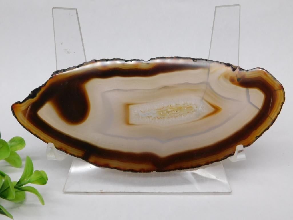 Agate Slice With Brown and White Bands Rock Stone Lapidary Specimen: - Natural polished agate slice with distinctive brown and white banding patterns. | - Edges are irregular and polished, showcasing the stone's organic shape. | - Measurements visible alongside a ruler