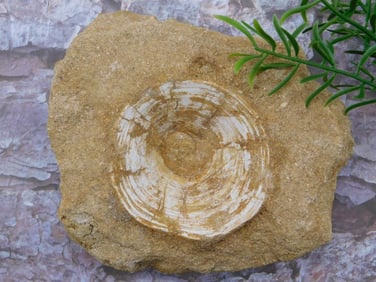 SHARK VERTEBRAE FOSSIL ROCK STONE LAPIDARY SPECIMEN