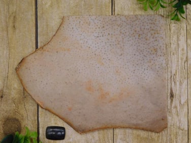 PETRIFIED PALM WOOD SLAB ROCK STONE LAPIDARY SPECIMEN