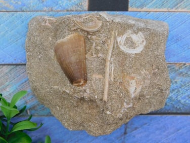 FOSSIL ROCK STONE LAPIDARY SPECIMEN