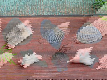 SEA SHELLS