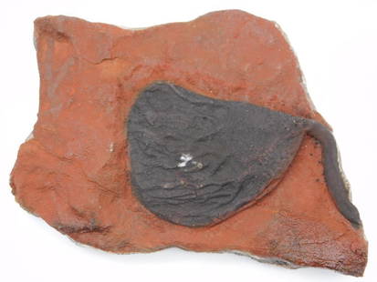 CRINOID SCYPHOCRINUS FOSSIL ROCK STONE LAPIDARY SPECIMEN: CRINOID SCYPHOCRINUS FOSSIL ROCK STONE LAPIDARY SPECIMEN