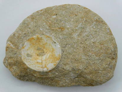 DINOSAUR BONE IN MATRIX ROCK STONE LAPIDARY SPECIMEN: DINOSAUR BONE IN MATRIX ROCK STONE LAPIDARY SPECIMEN