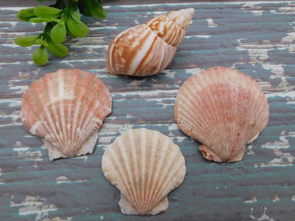 SEA SHELLS ROCK STONE LAPIDARY SPECIMEN: SEA SHELLS ROCK STONE LAPIDARY SPECIMEN