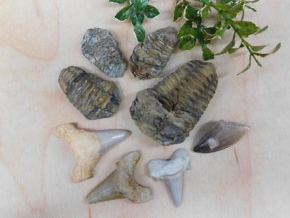 MIXED FOSSIL LOT ROCK STONE LAPIDARY SPECIMEN: MIXED FOSSIL LOT ROCK STONE LAPIDARY SPECIMEN