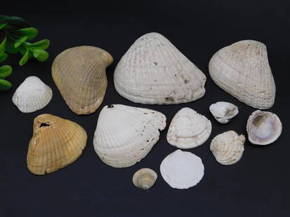 SEA SHELLS: SEA SHELLS