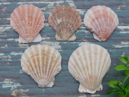 SCALLOP SHELLS: SCALLOP SHELLS