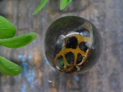 BUG IN RESIN MARBLE: BUG IN RESIN MARBLE