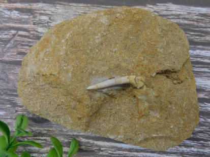 Fossilized Bone Fragment in Sedimentary Rock Rock Stone Lapidary Specimen: Fossilized bone embedded in a sedimentary rock specimen. The fossil appears partially exposed and is integrated into the natural matrix of the rock. Includes a ruler for scale, placing the size within