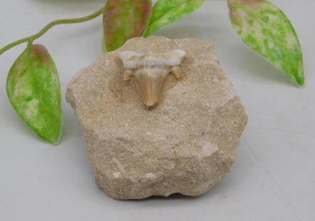 Fossilized Shark Tooth Embedded in Rock ROCK STONE LAPIDARY SPECIMEN: Fossilized shark tooth securely embedded in a light-colored rocky matrix. Includes a quarter in the image for scale (not part of the lot). Suitable for display or as part of a fossil collection. Addit