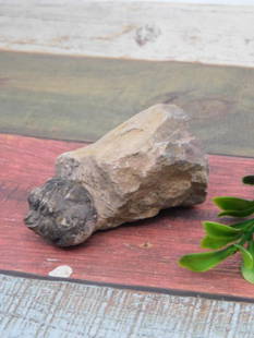 Petrified Fossil Rock Specimen With Detail Features ROCK STONE LAPIDARY SPECIMEN: This lot features a single petrified fossil rock specimen. The rock has a distinct texture with preserved detail in parts, showcasing unique characteristics. It is labeled with a weight of 100 grams,